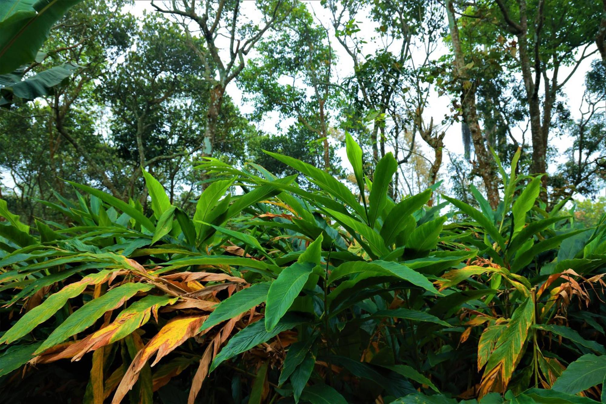 Peakaavu Cottages Idukki Dış mekan fotoğraf